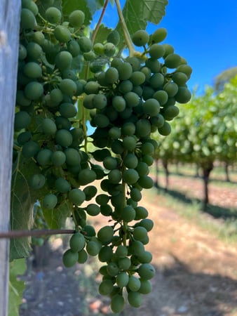 Images Sonoma Wine Rides