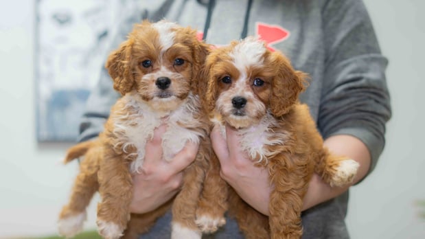 Images Furever Perfect Pups LLC