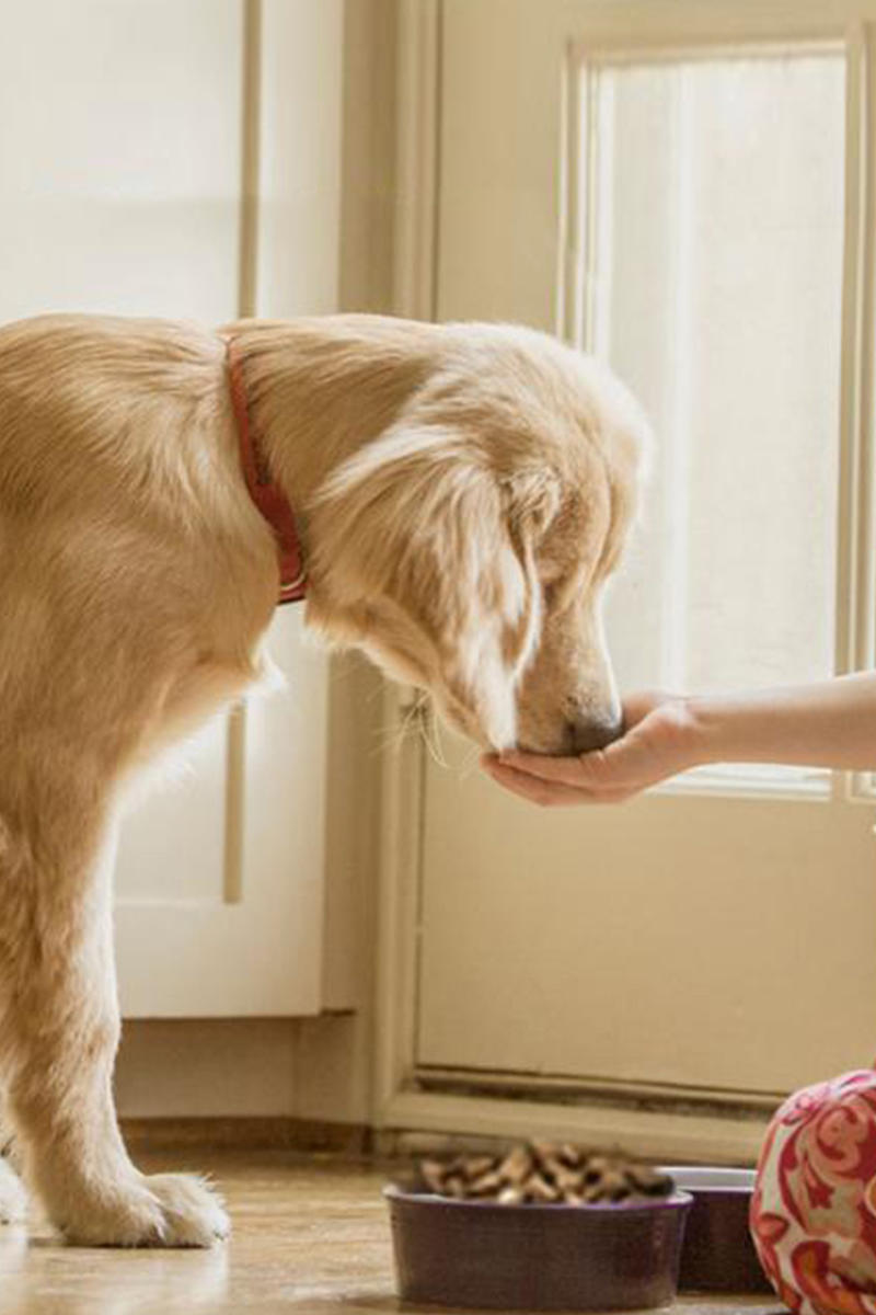Image of Local Pet Event AKC Canine Good Citizen Group Class Nearby