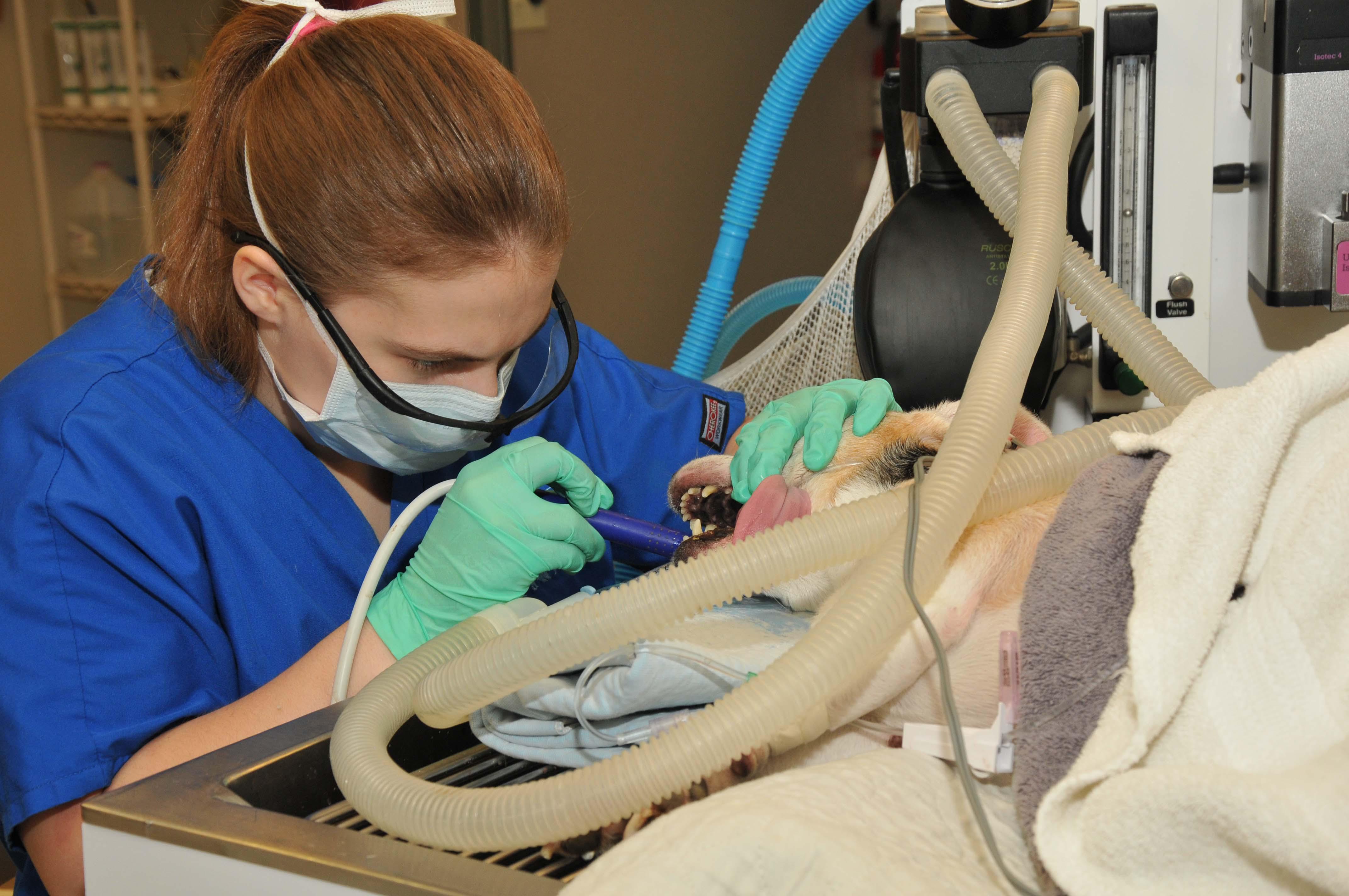 One of our veterinary technicians is performing a routine dental cleaning.