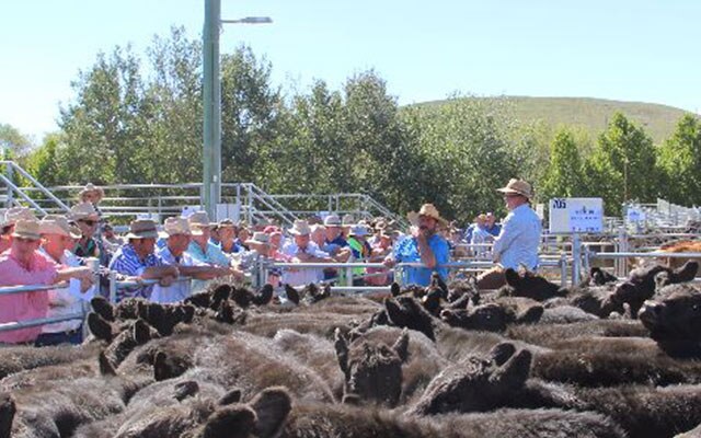 Images Monaro Livestock & Property Pty Ltd