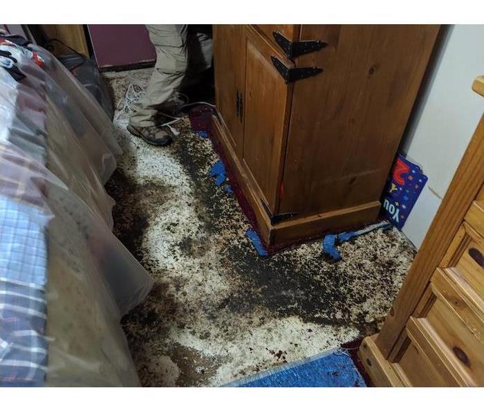 Surprise! It's Mold Damage in East Patchogue