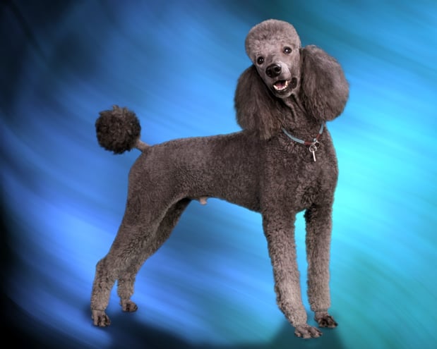 Images Mutterly Love