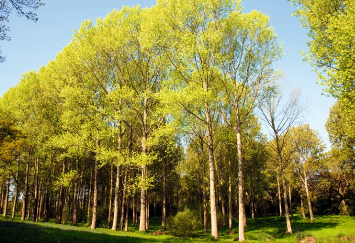 Images J. Daniels' Trees