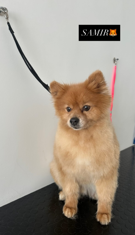 Images Luxury Dog Toelettatura