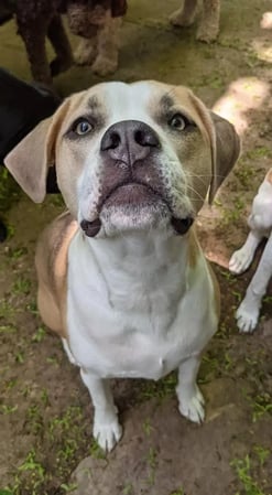 Images All Aboard Dog Daycare & Boarding