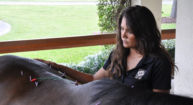 Images Palm Beach Equine Clinic