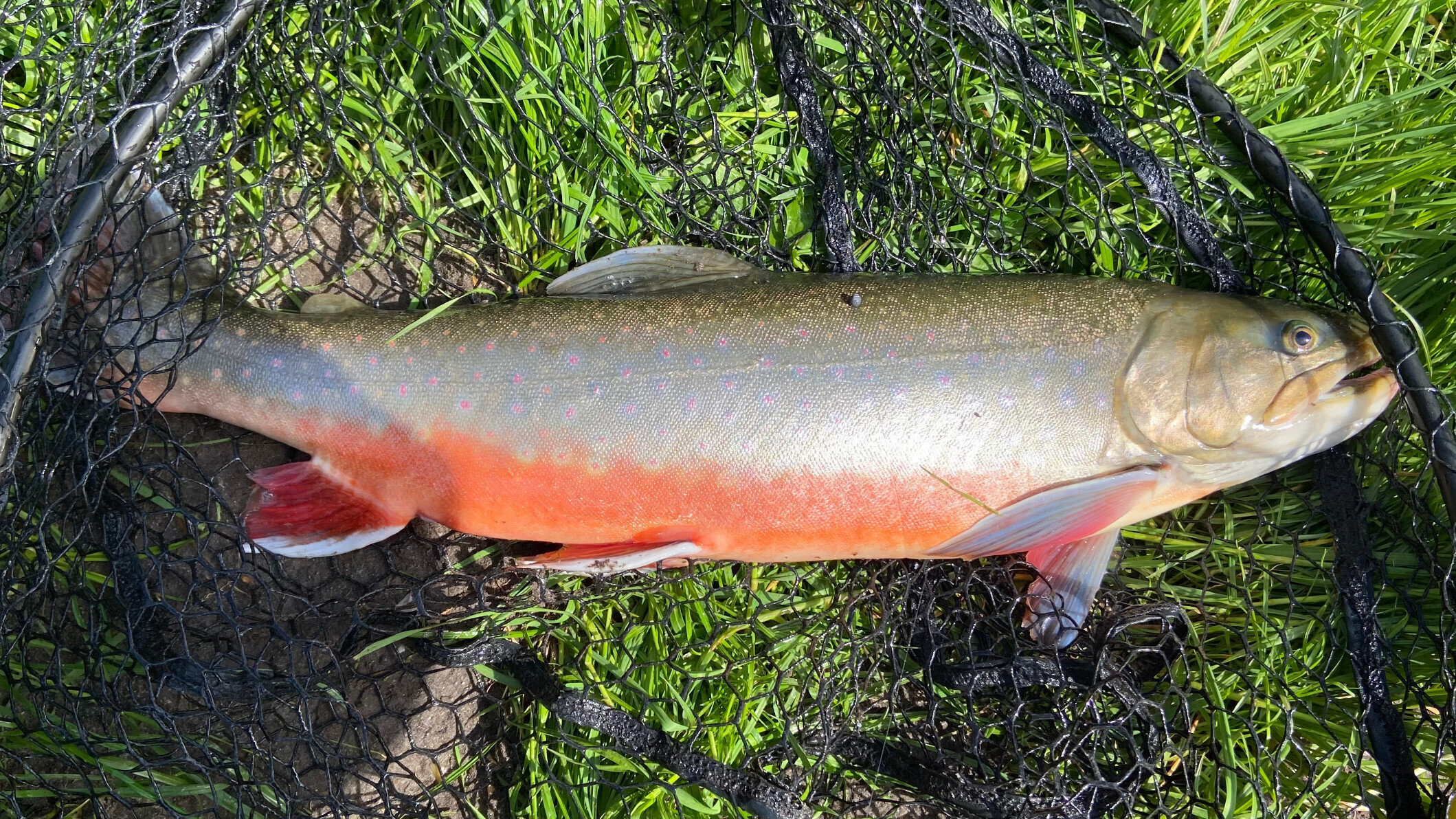 Fangheld in Ottendorf
