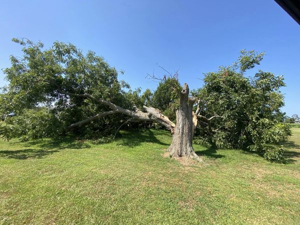 Bynog's Tree Services Image