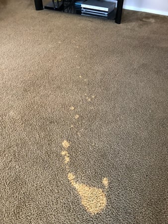 Images Carpet Pro Carpet Cleaning & Dyeing