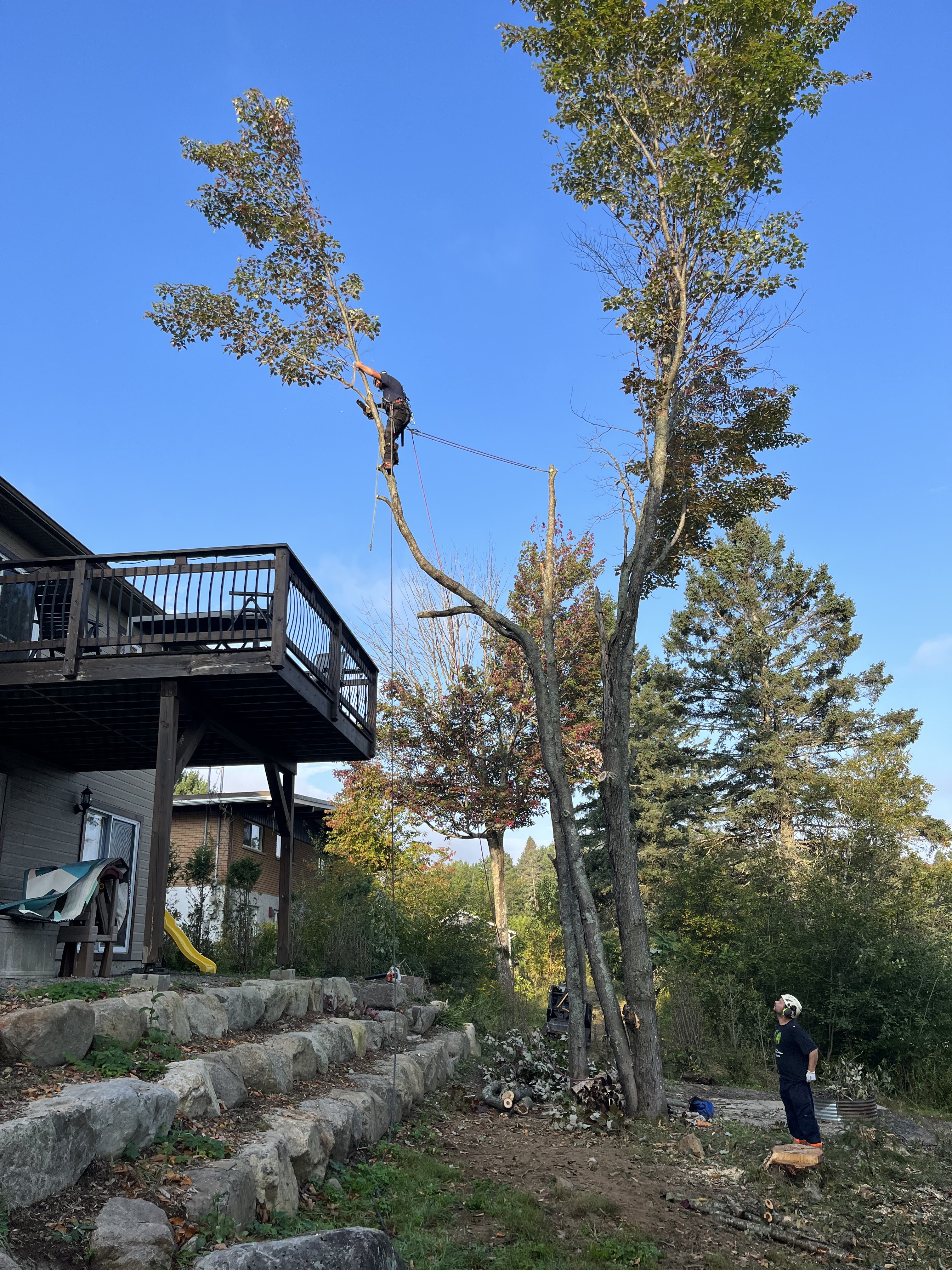 Images Élagage Frère d'Arbres