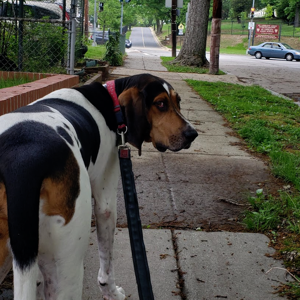 Images Danny's Pet Care LLC