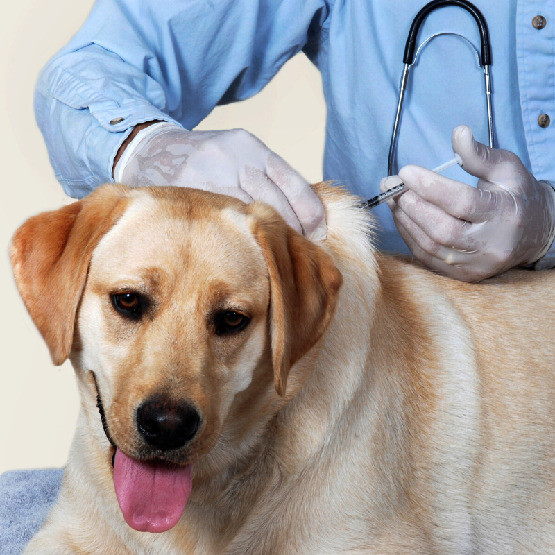 how much to vaccinate and microchip a dog