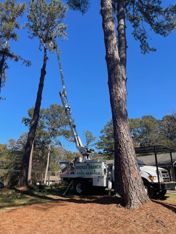 Images Broken Branch Tree Service LLC
