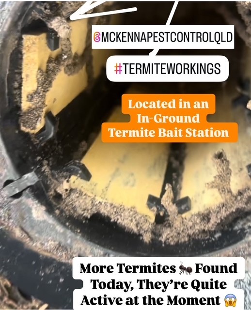 Images McKenna Pest Control (Qld) Pty Ltd