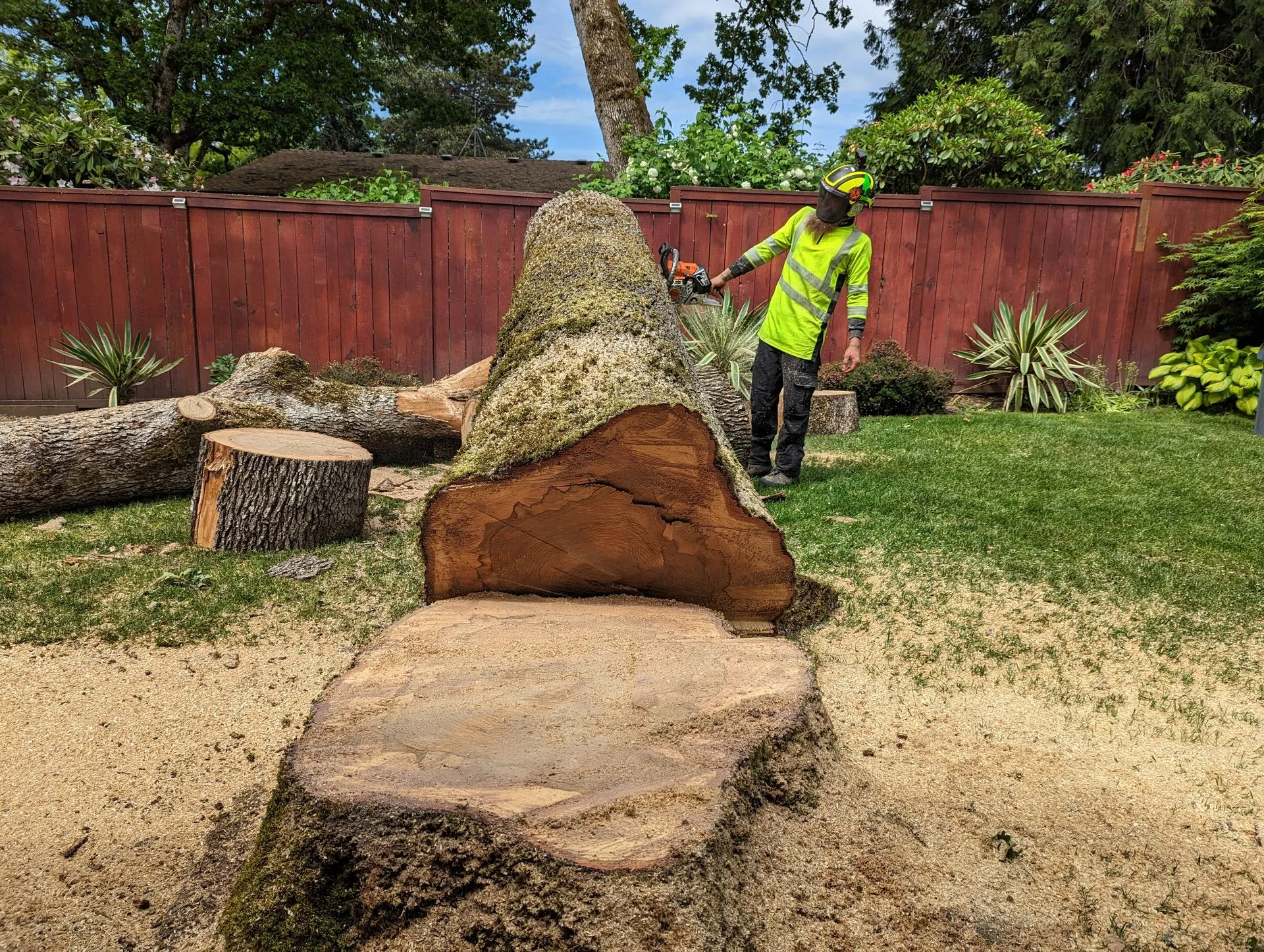 A tree professional cuts large trunk sections in a residential backyard. The scene demonstrates safe 