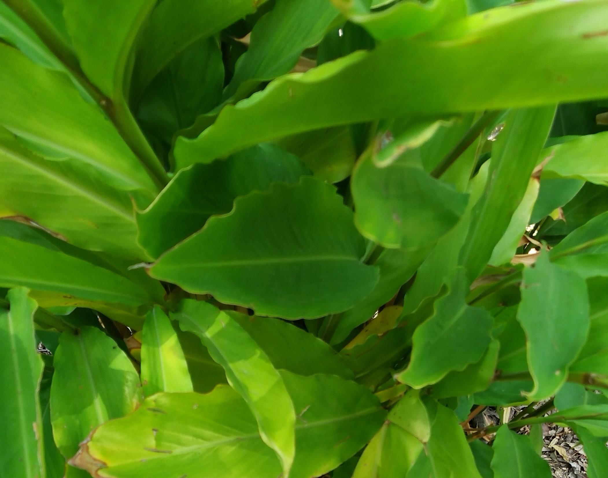 Rolf Schneider Handelsgesellschaft mbH, Louisenstrasse 141 in Bad Homburg