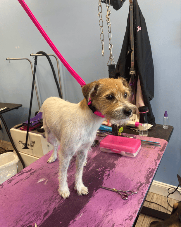 Images Miss Molly's Lap of Luxury Grooming Salon
