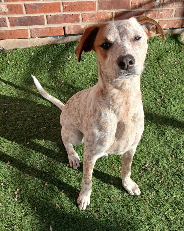 Images VCA Wingate Animal Hospital