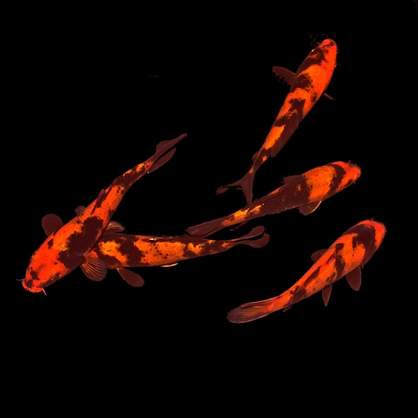 System Aquaristik, Altonaer Straße 350 in Halstenbek