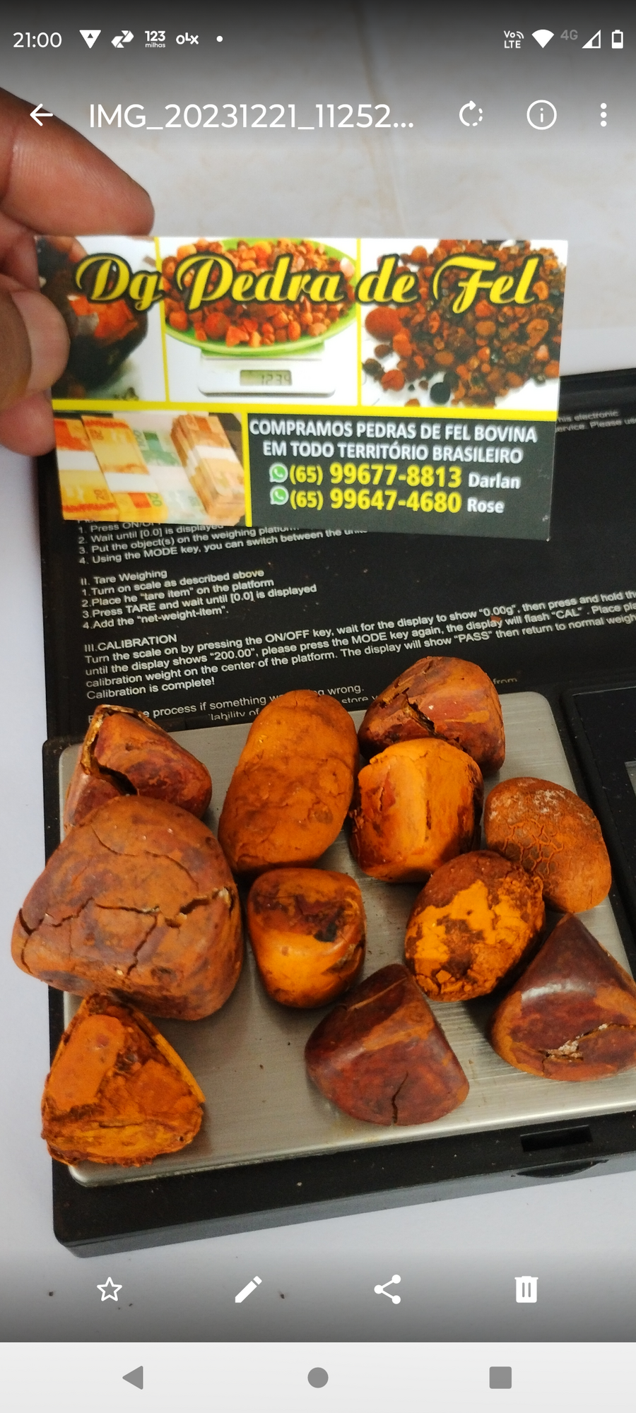 Images Dg pedras de fel bovinos