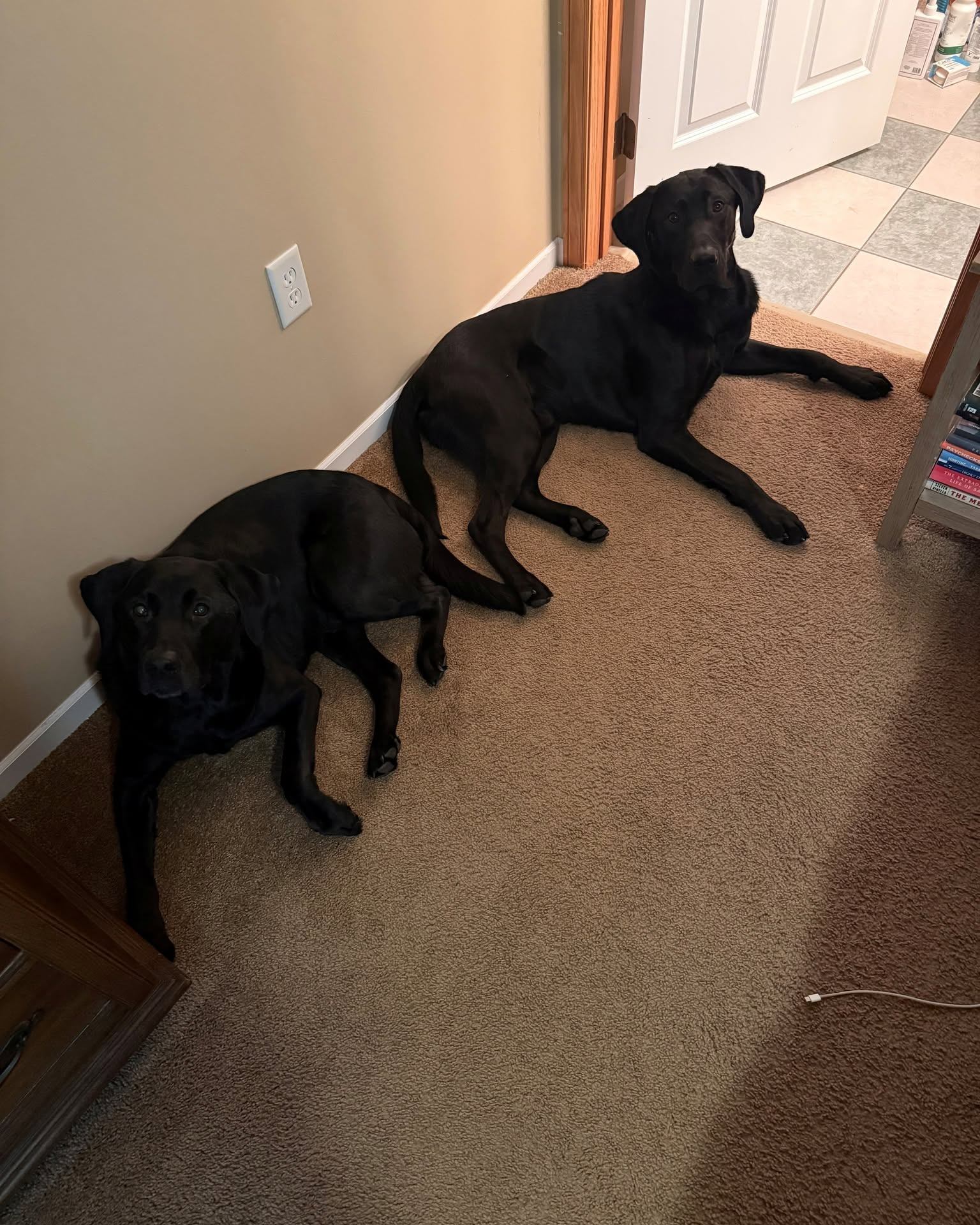 Happy National Dog Day! Today we're celebrating the furry coworkers who bring so much joy, laughter, and wagging tails to our team. Say hello to these adorable pups who make our days a little brighter!