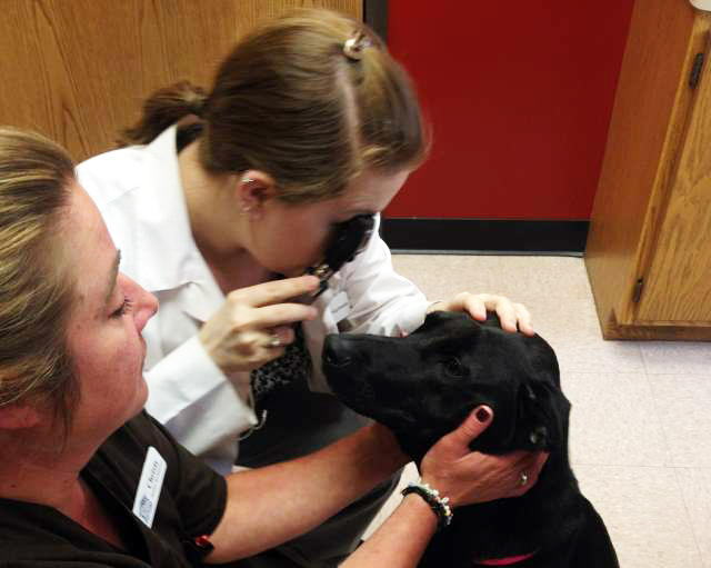 Regular health screenings are essential in disease prevention. At Heritage Animal Hospital, our facility features an in-house laboratory giving us the ability to perform many different tests such as Complete Blood Count tests, Heartworm tests, and Fine Needle Aspirates tests. Visit us for a checkup today!