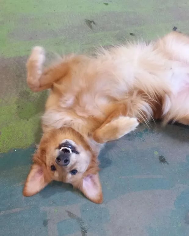 Images Wagging Tails Doggie Daycare & Boarding