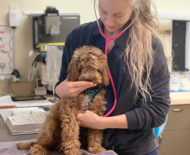 Images VCA Half Moon Bay Animal Hospital