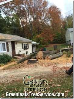 Greenleaf's Tree Service Photo