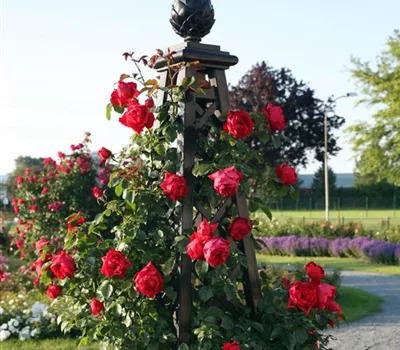 Rose 'Florentina'_Zanker Gartenbau