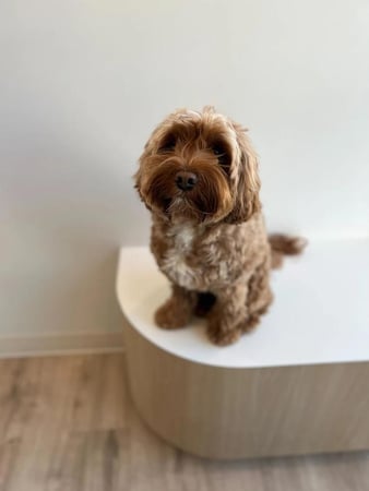 Images Petfolk Veterinary & Urgent Care - Mansfield