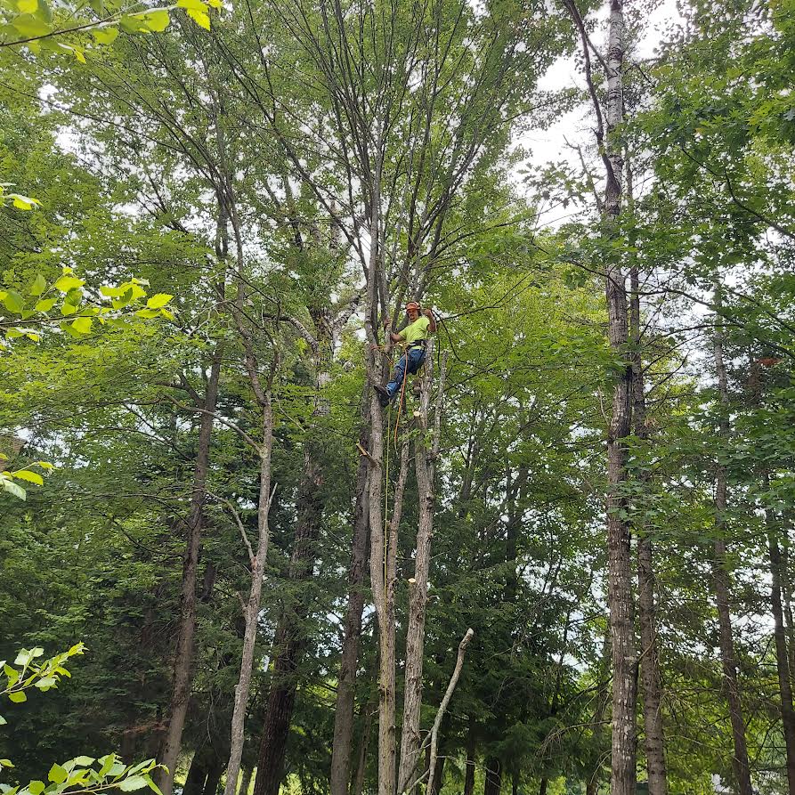 Oakes Tree Service & Rubish Removal - Enfield, NH - (603)359-5060 | ShowMeLocal.com