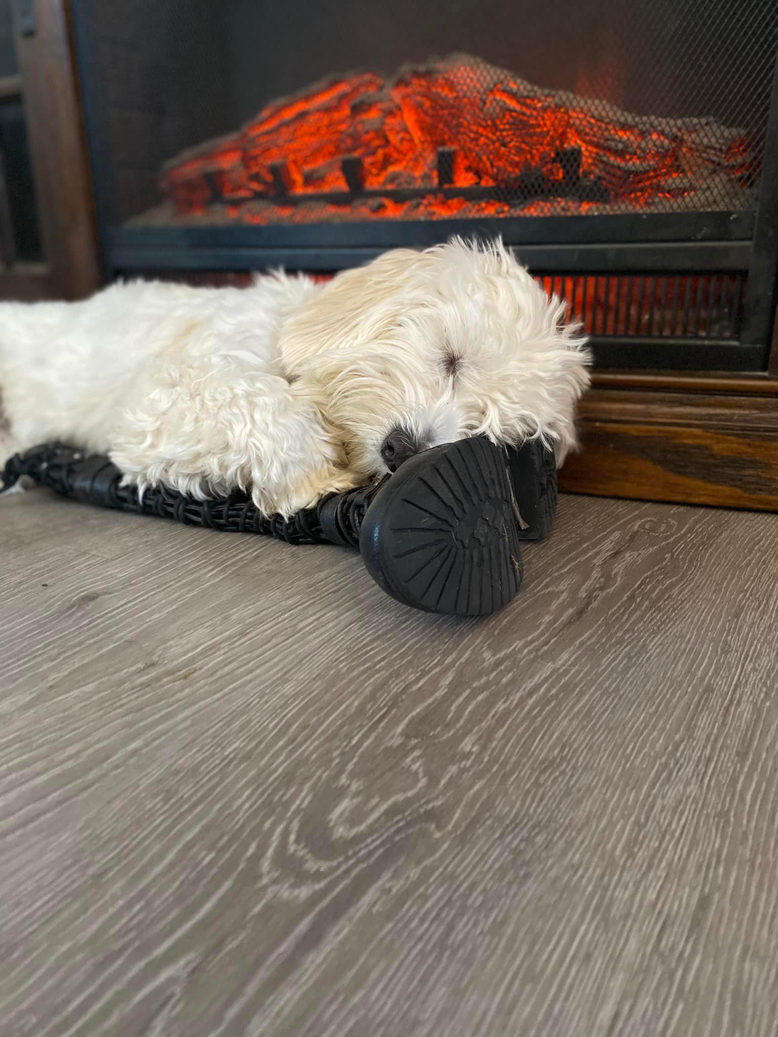 Frankie had a hard time training, nap time in front of the fire it is!