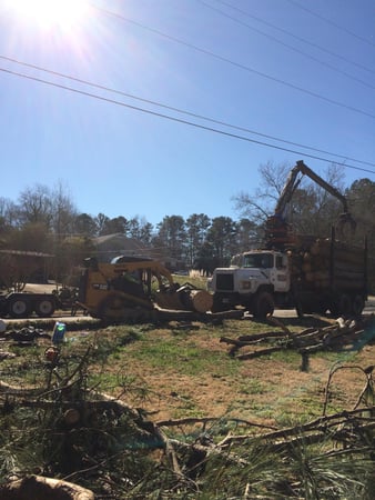 Images TreeDog Atlanta Services LLC