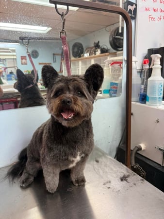 Images A Cut Above Grooming