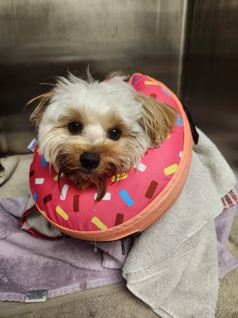 Images VCA Morris Plains Animal Hospital
