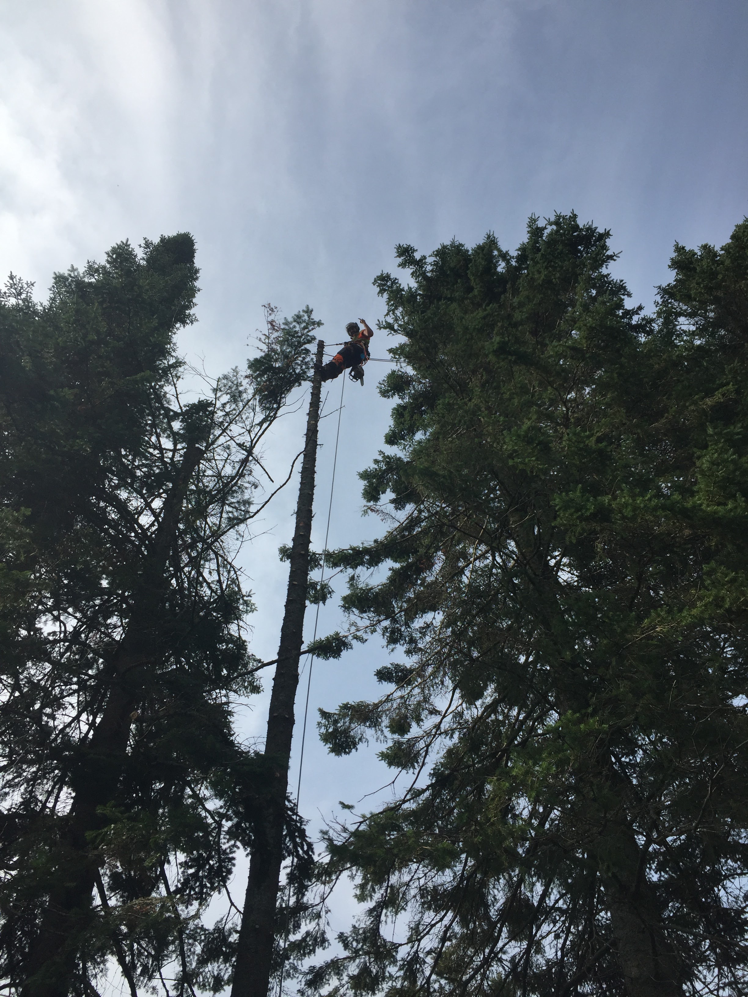 Images Élagage Frère d'Arbres