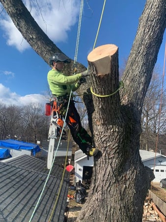 Images Green Holly Arborists