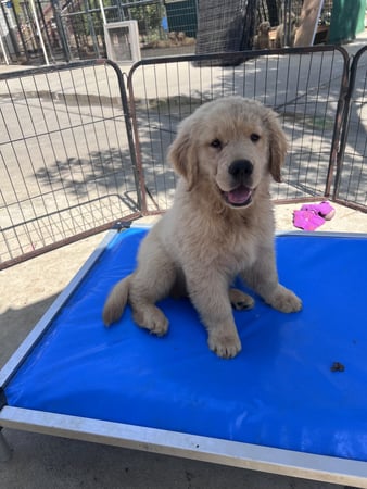 Images Margale Pet Resort