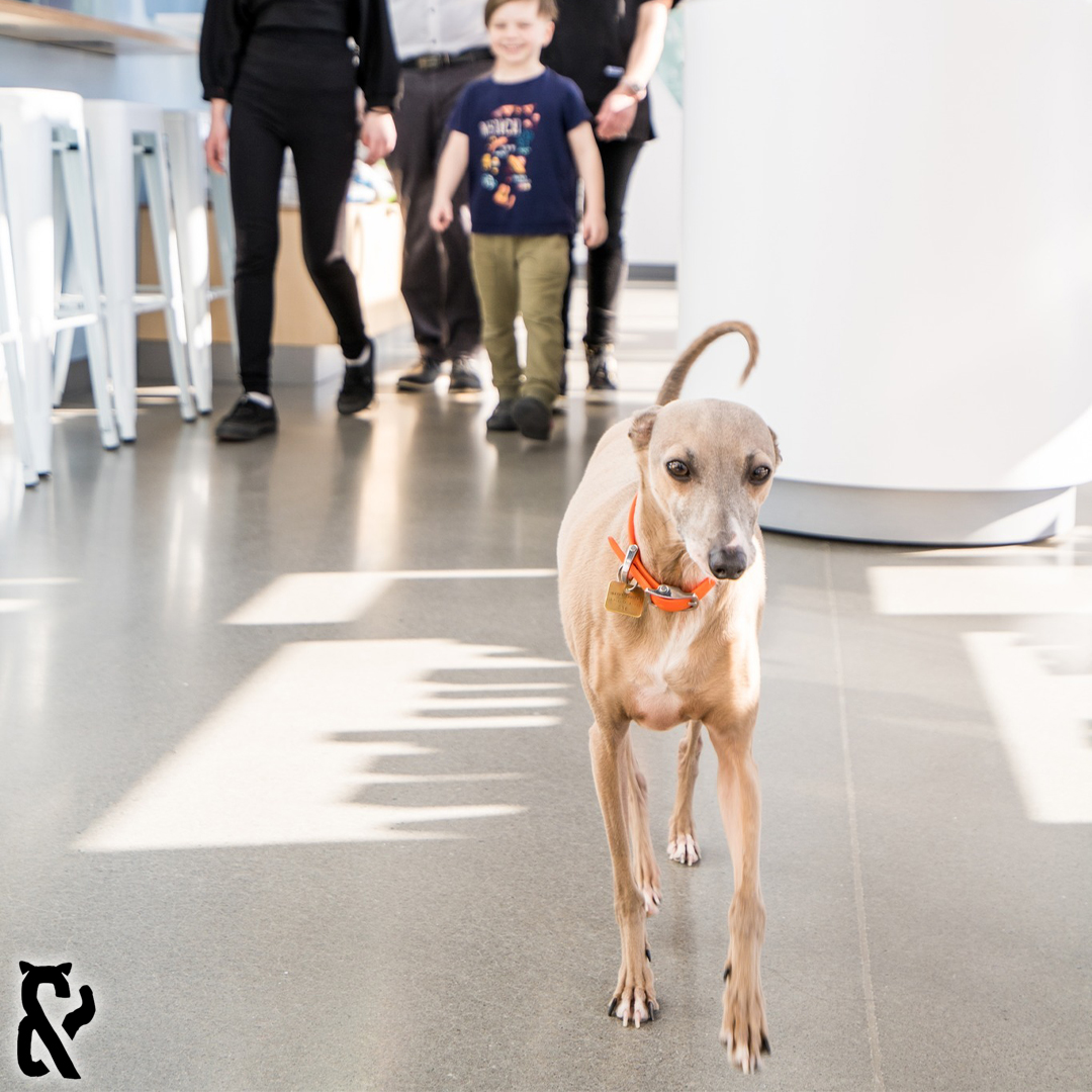 Images Vet & Cie Brossard | Vétérinaire indépendant & québécois, Toilettage, Parc canin, Urgences chiens et chats | Montérégie