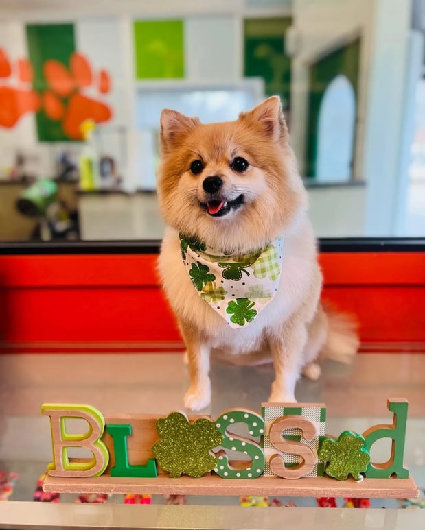 Images Pamper Your Pet II