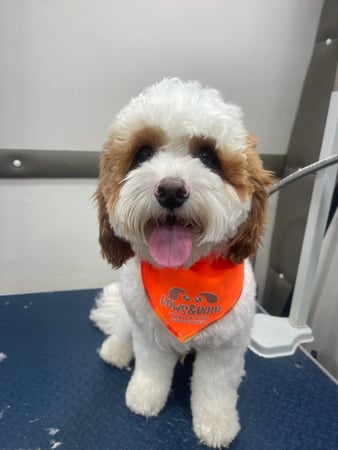 Images Paws & Bath Mobile Dog Grooming