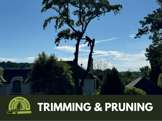 Images Rapid Tree Care