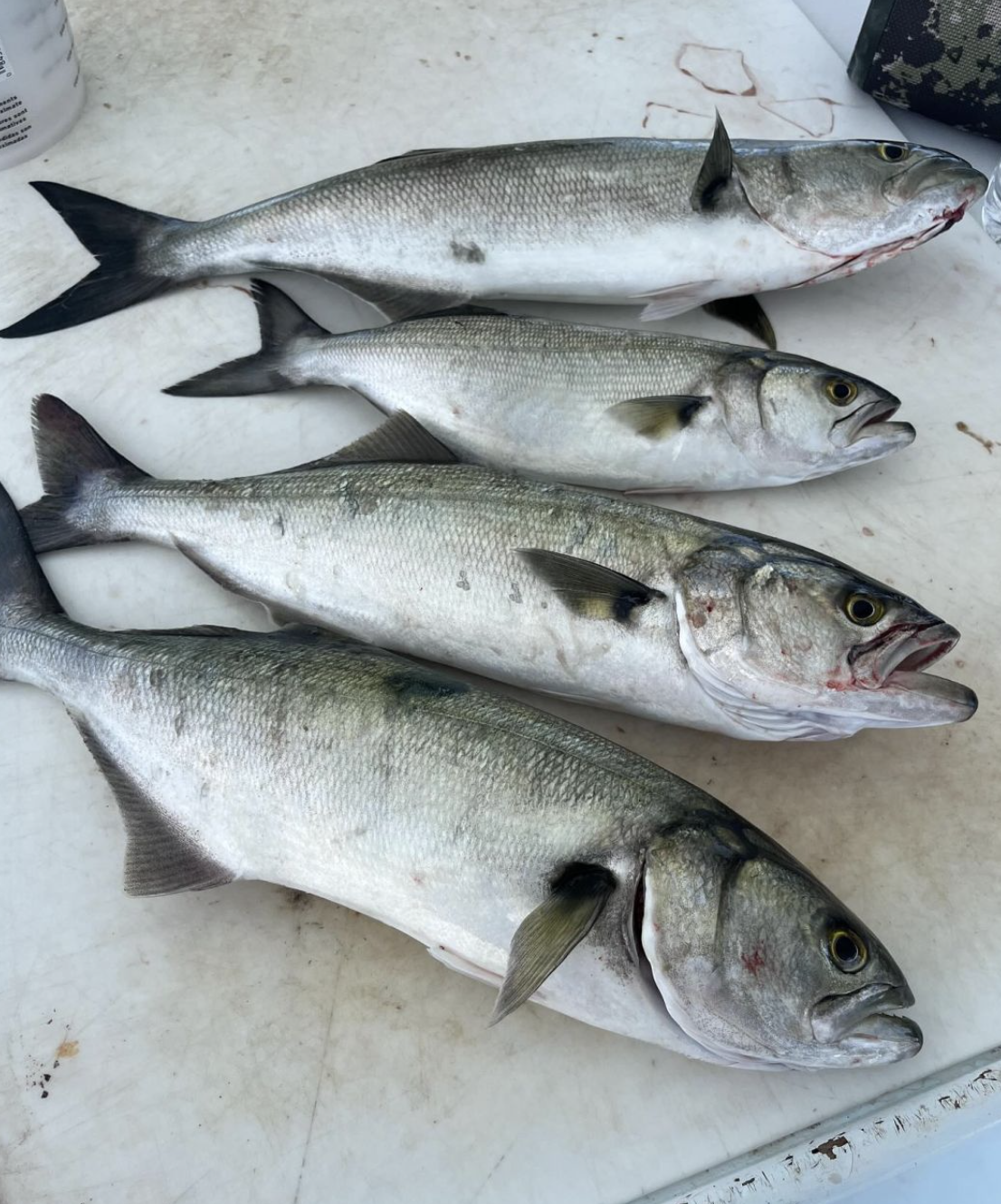 Crystal Dawn Headboat Fishing Charters