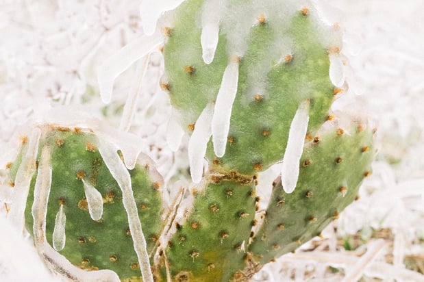 Images A Joy Story Photography