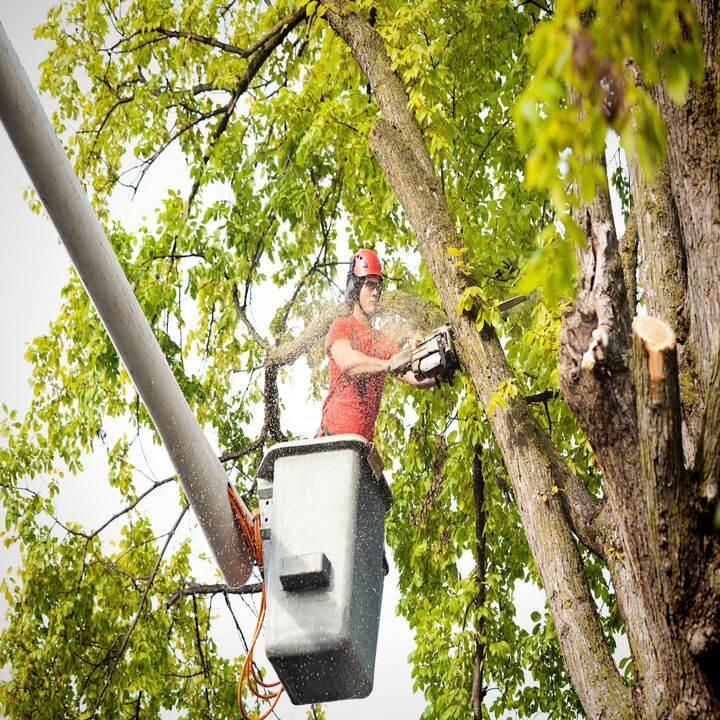 Images Triple H Tree Service