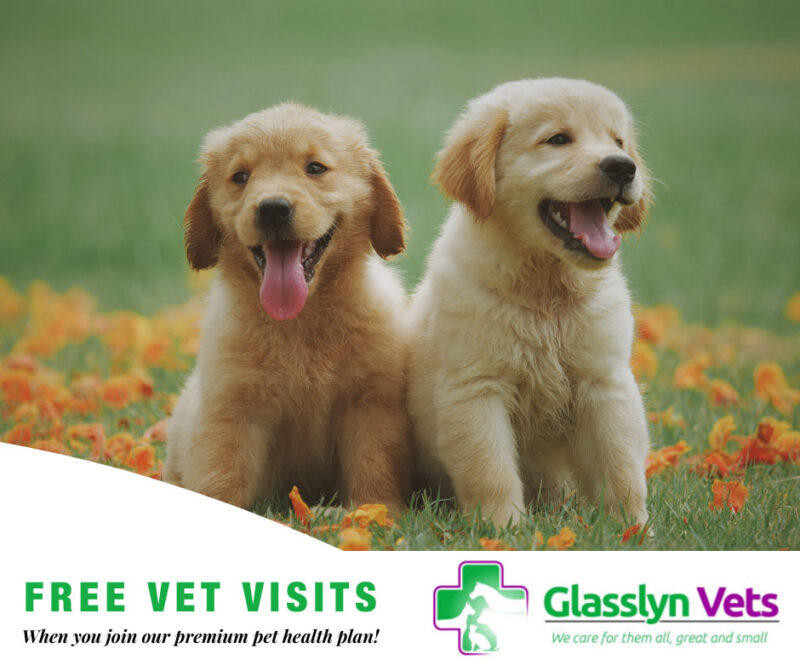 Glasslyn Veterinary Clinic Bandon 3