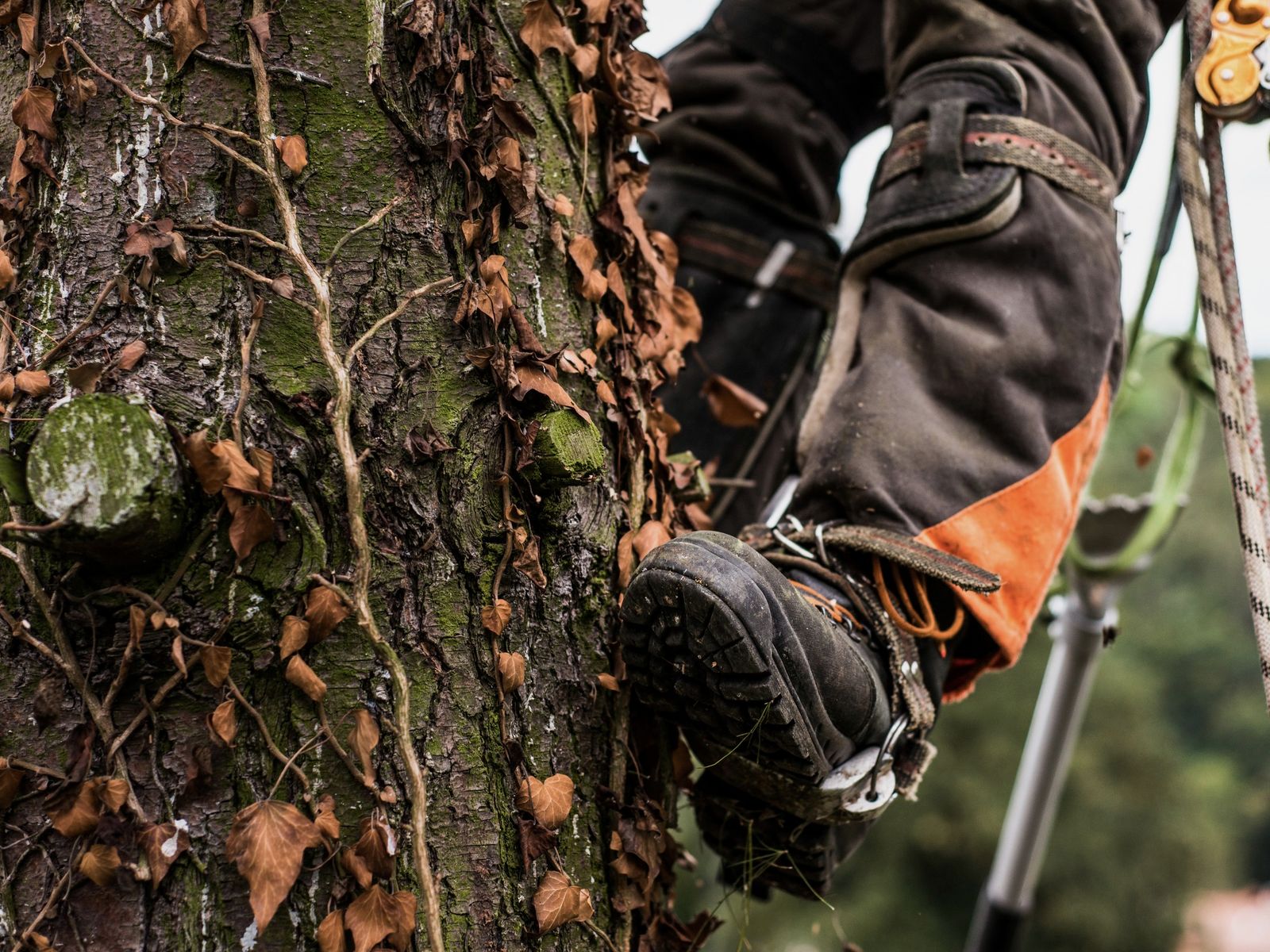 Jose's Tree Services LLC