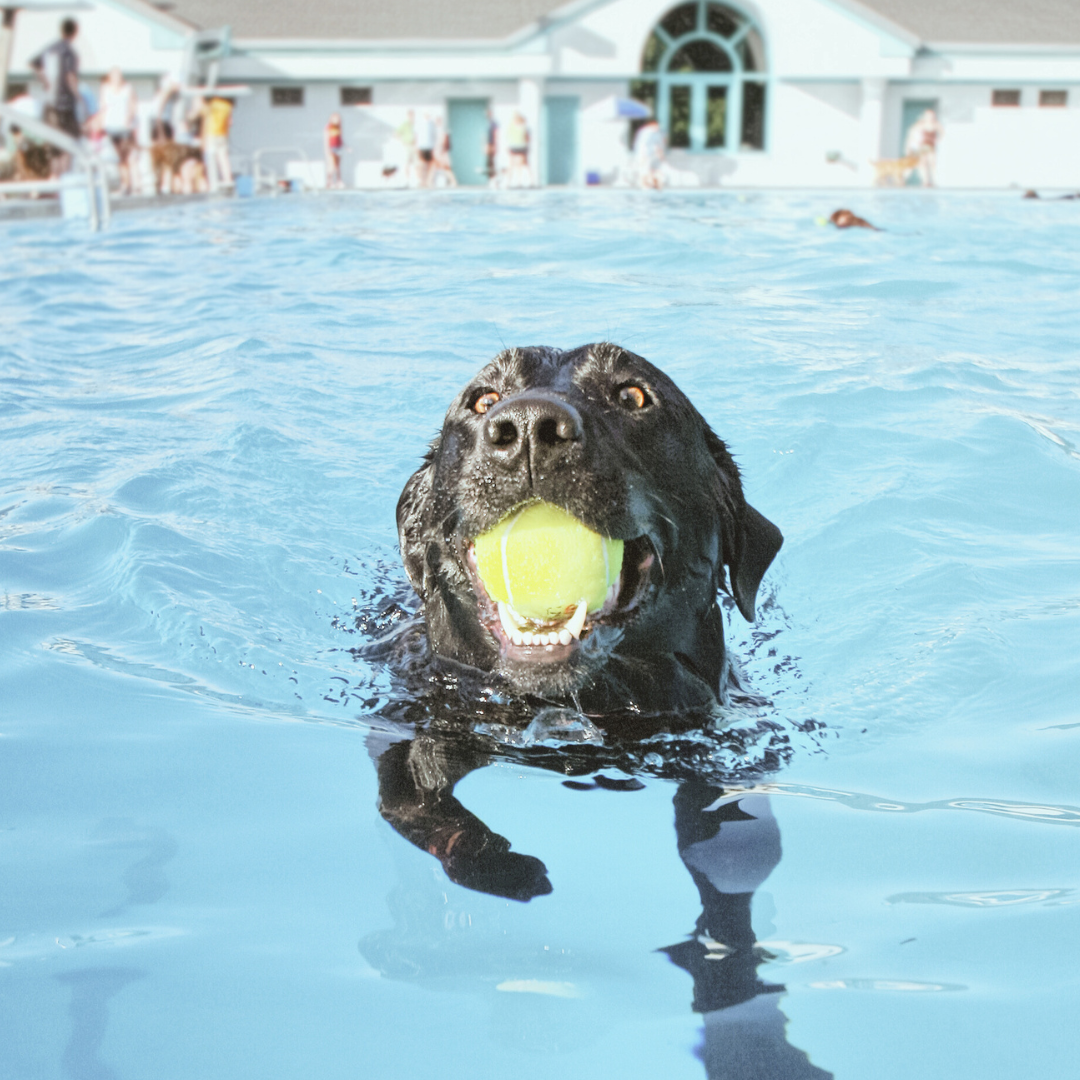 Even the family dog loves a clean pool